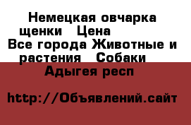 Немецкая овчарка щенки › Цена ­ 20 000 - Все города Животные и растения » Собаки   . Адыгея респ.